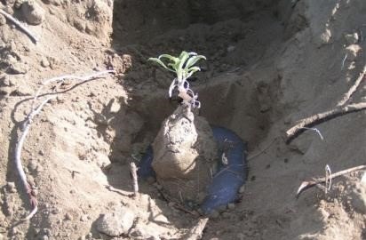 Plantín colocado en el hoyo de plantación