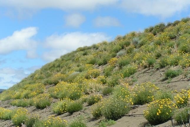 Ladera con vegetación establecida tras la revegetación