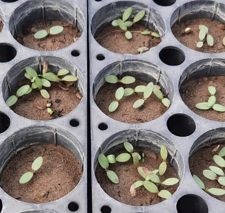 Germinación en contenedores