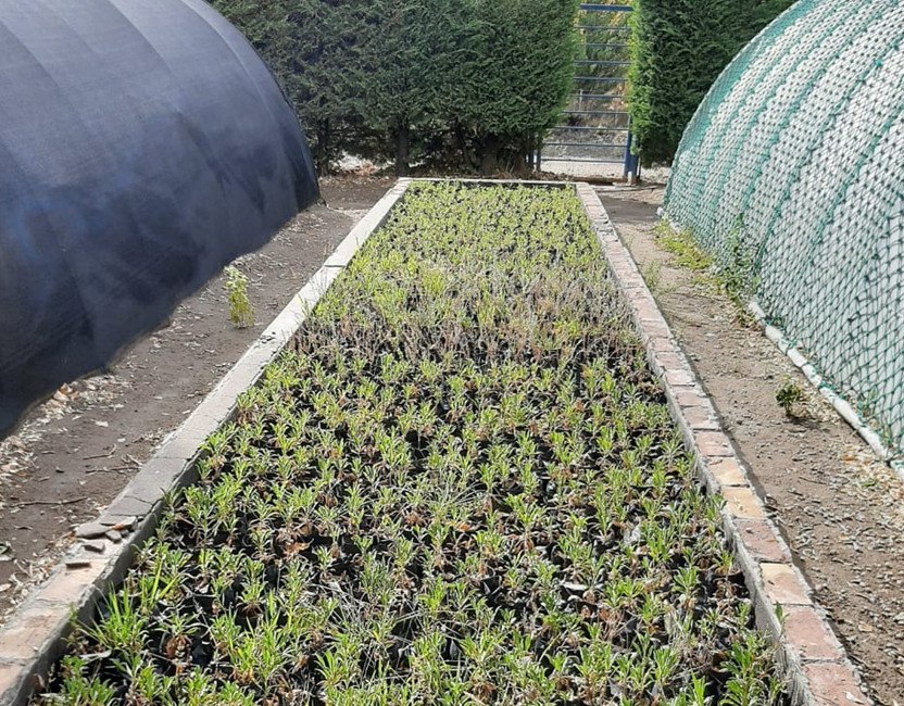 Plantines en etapa de rusticación